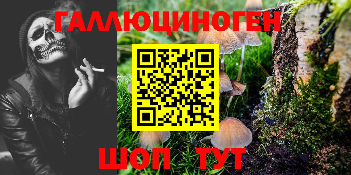 Псилоцибиновые грибы Psilocybine cubensis Гатчина